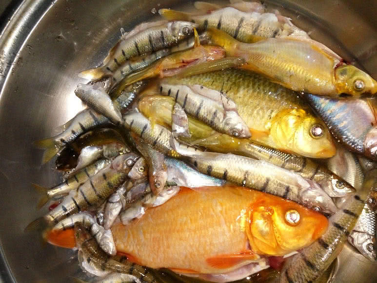 溪流里最多的就是这种光唇鱼误食了鱼籽可能引发腹泻