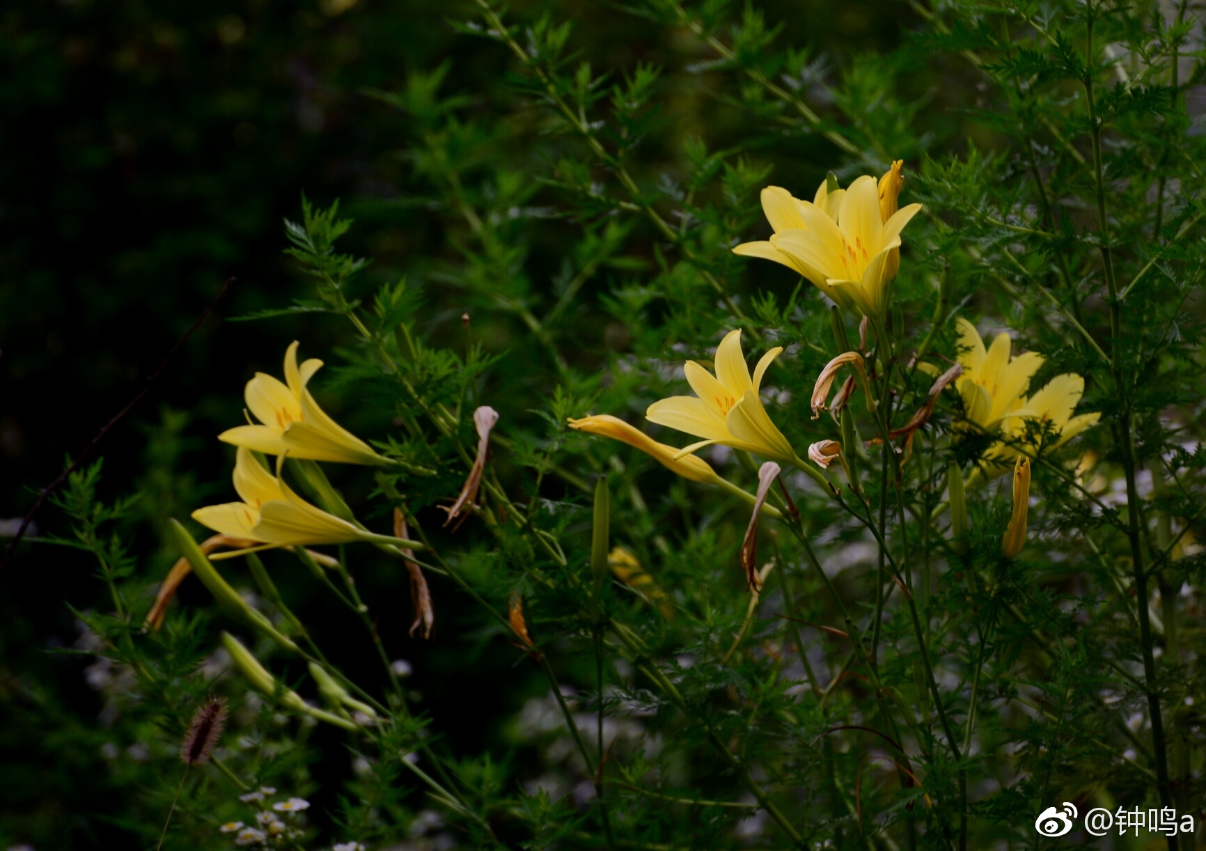 云蒙山景区内植物资源丰富,林木葱郁,灌丛繁茂,花香遍地