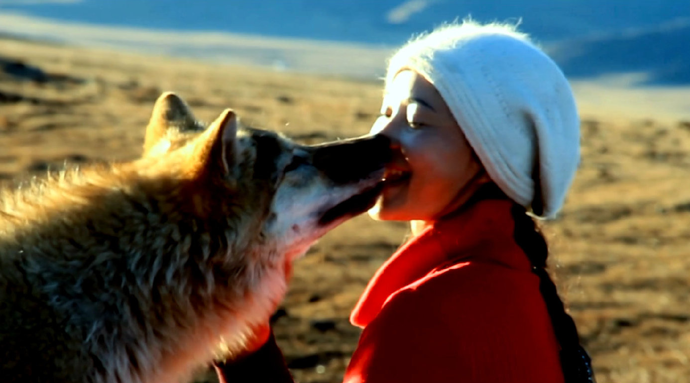 真实故事改编!重返狼群