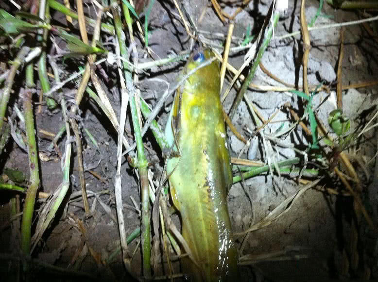 此鱼用贵州话说"好吃得很"却不知道具体学名叫什么|贵州|角角鱼|学名