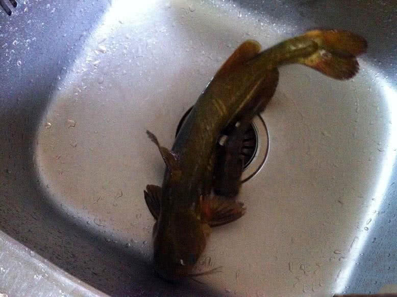 此鱼用贵州话说"好吃得很"却不知道具体学名叫什么|贵州|角角鱼|学名