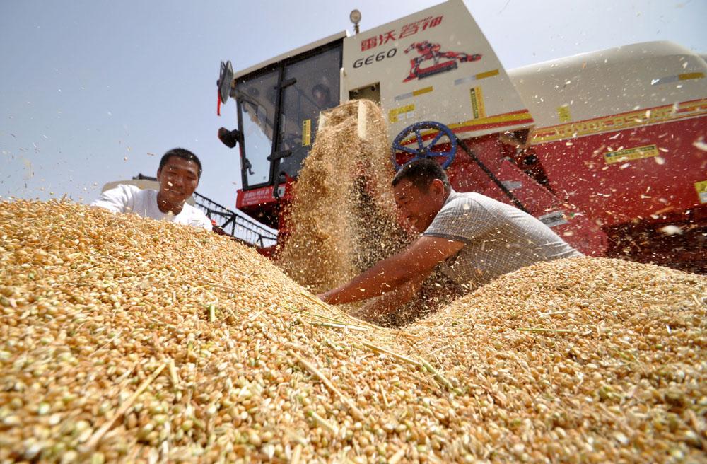 全面开始收获小麦, 农民脸上喜悦的表情渴望卖个好价钱