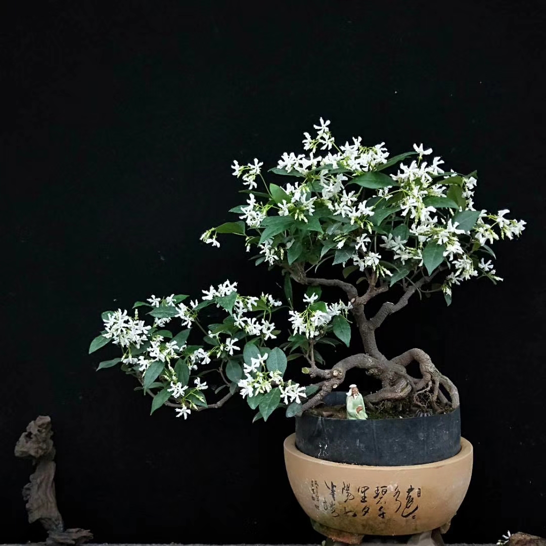 盆景良才络石藤是木本植物,生长速度很快,养根很容易,手艺好点,还可以