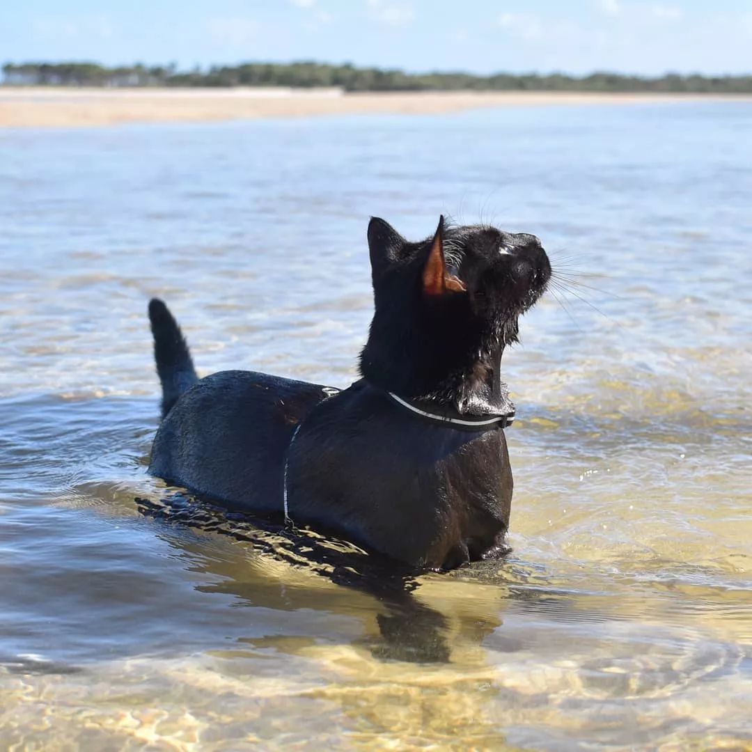 这是一只会游泳爱玩水的黑猫,真的太少见了吧