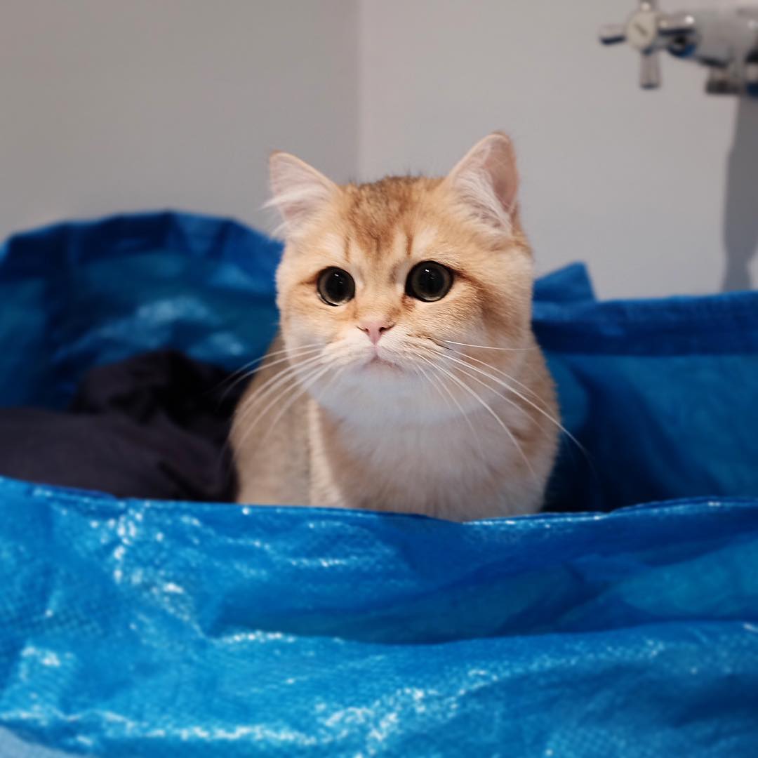 这只猫咪叫pumpkin,天生自带眼线的小美人,太妩媚了~!ins