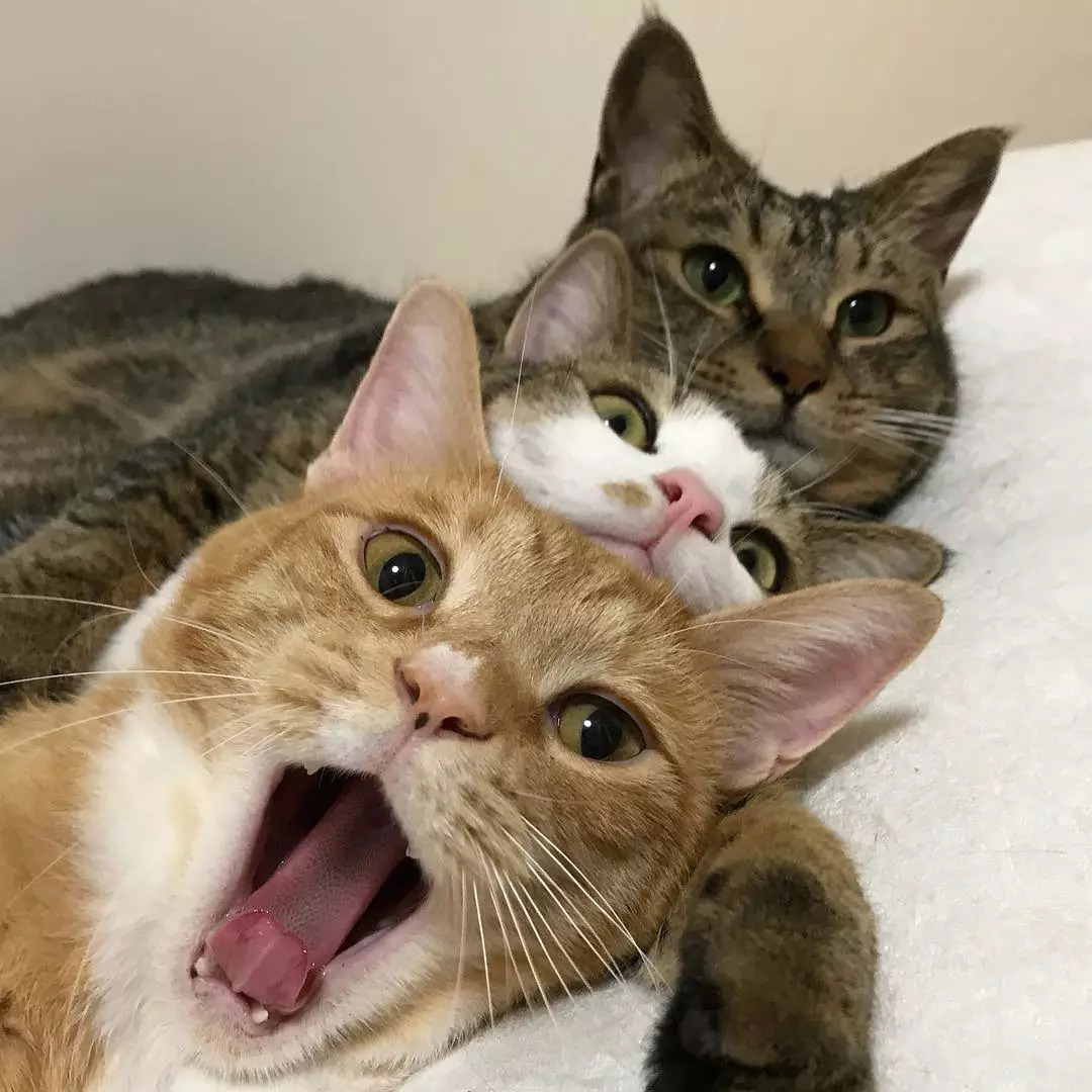 这位铲屎官家三只猫挤在一起睡觉的样子真是又暖又萌又搞笑