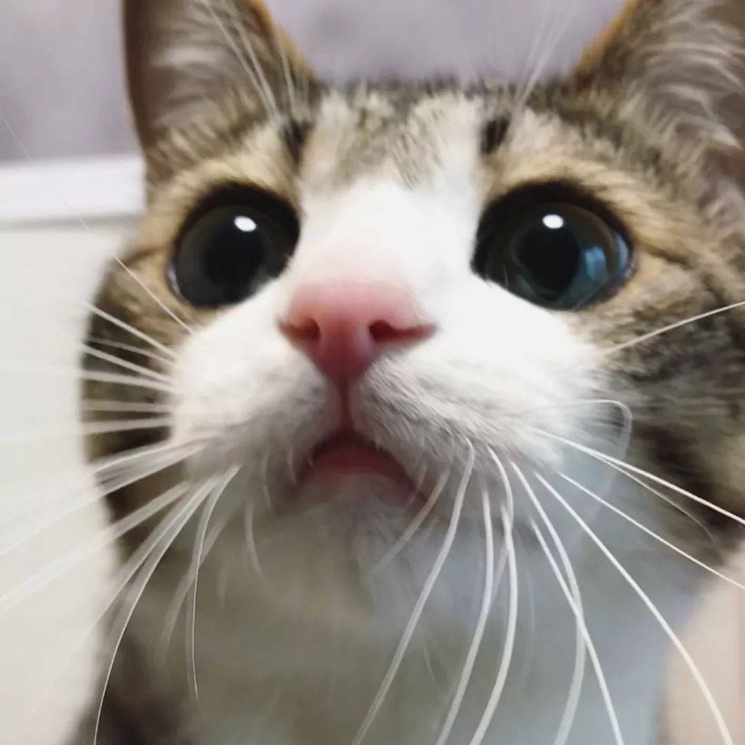 这只日本网红狸花猫的表情真是独一无二的可爱