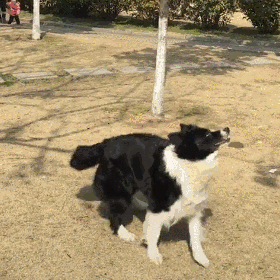 边牧玩气球正嗨呢,可以进来看看这篇文章