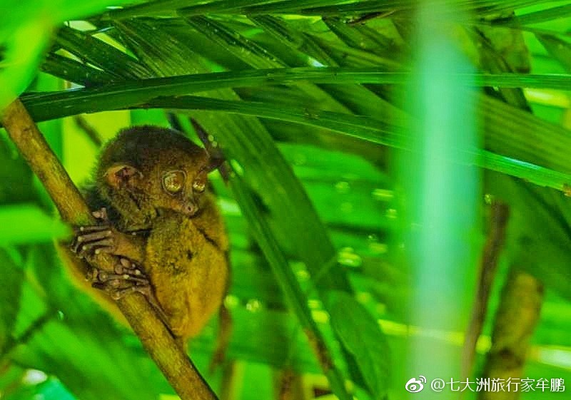 独家揭秘：猴神大叔迅雷下载链接及精彩剧情回顾 (猴百度百科)