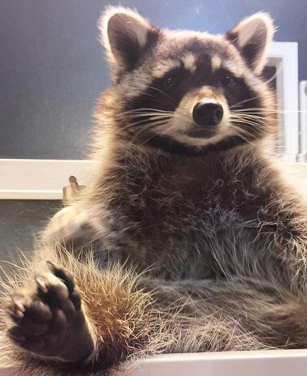 救它害它失去野外生存能力美夫妻养大浣熊意外驯养成宠物