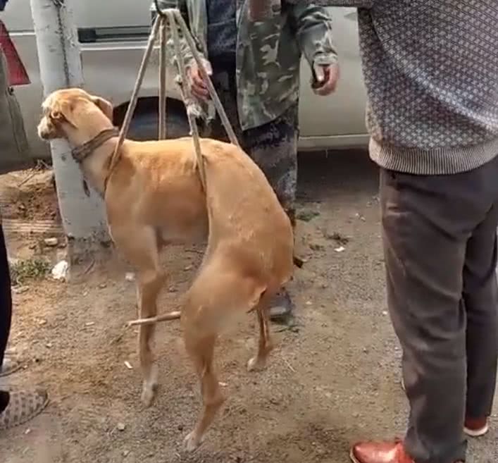 大叔在路边卖狗,他不想养家里的狗了,就把狗卖给杀狗的人