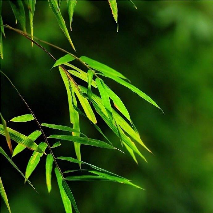 静卧竹榻听雨眠,一梦初醒春已残|竹榻|竹帘|绿竹|寒暑|落花_新浪新闻