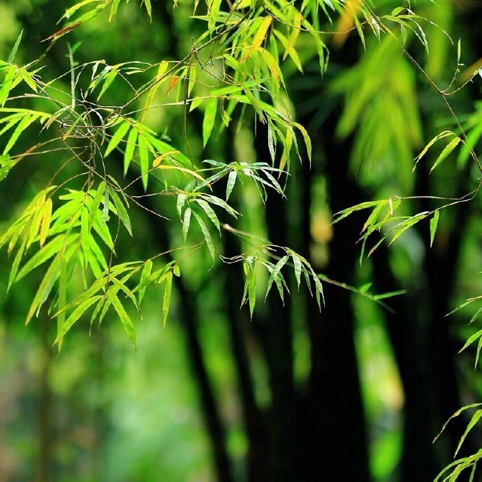 静卧竹榻听雨眠,一梦初醒春已残|竹榻|竹帘|绿竹|寒暑|落花_新浪新闻