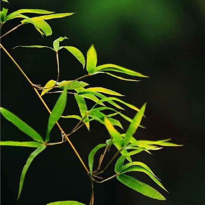 静卧竹榻听雨眠,一梦初醒春已残|竹榻|竹帘|绿竹_新浪新闻