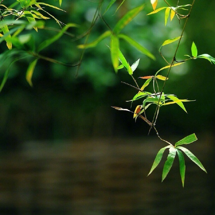 静卧竹榻听雨眠,一梦初醒春已残|竹榻|竹帘|绿竹_新浪新闻