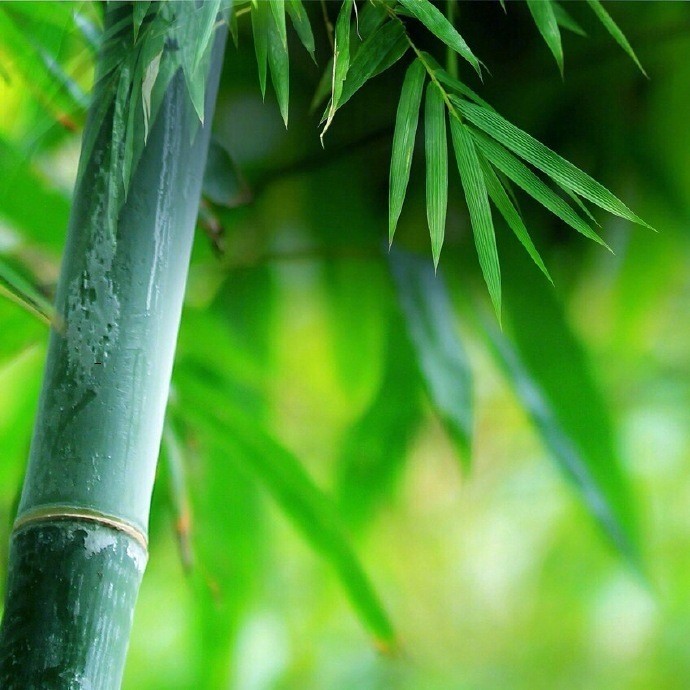 静卧竹榻听雨眠,一梦初醒春已残|竹榻|竹帘|绿竹|寒暑|落花_新浪新闻