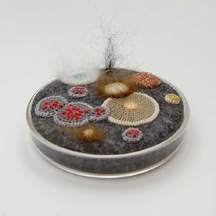 英国艺术家 elin thomas 特别喜爱细菌和真菌的美感_新浪看点