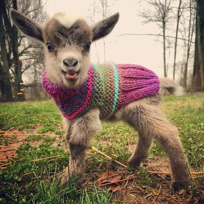 小羊羔也太好看了吧简直可爱到爆炸