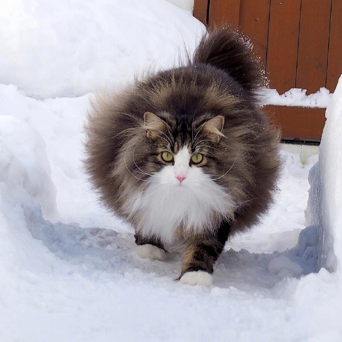 挪威森林猫67676767