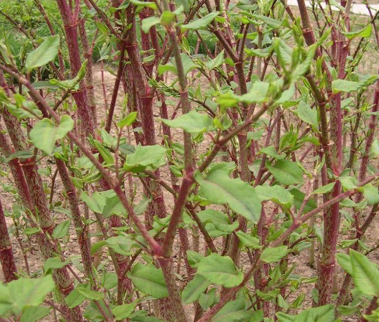 农村阴沟里的野草,人称"活血龙",能当野菜吃,还能活血化瘀