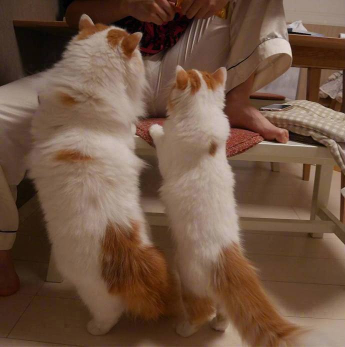 这对猫父子日常的动作神态都一模一样好可爱