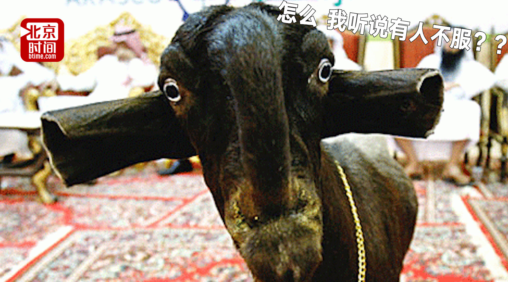 我没记错吧,沙特土豪喜欢这种羊?