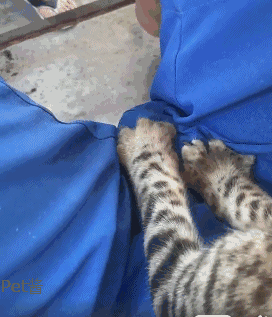 猫咪在男主人身上踩奶,只是踩的位置有点特别,男不能养猫啊