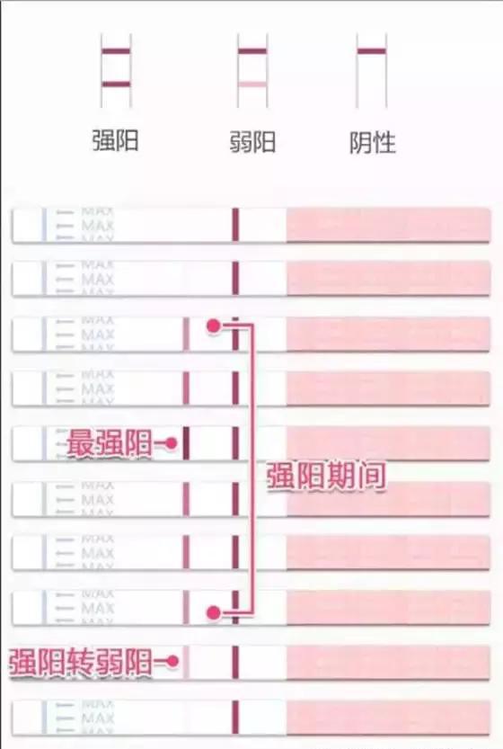 排卵试纸用法图片