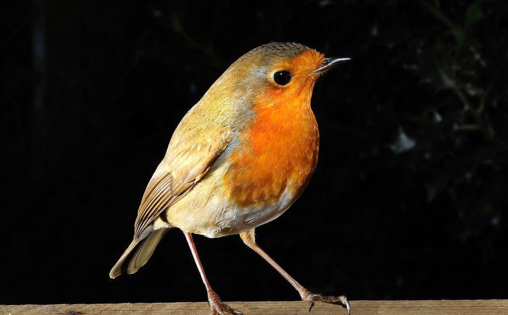 英国知更鸟从摄影师老爸手里抢虫子