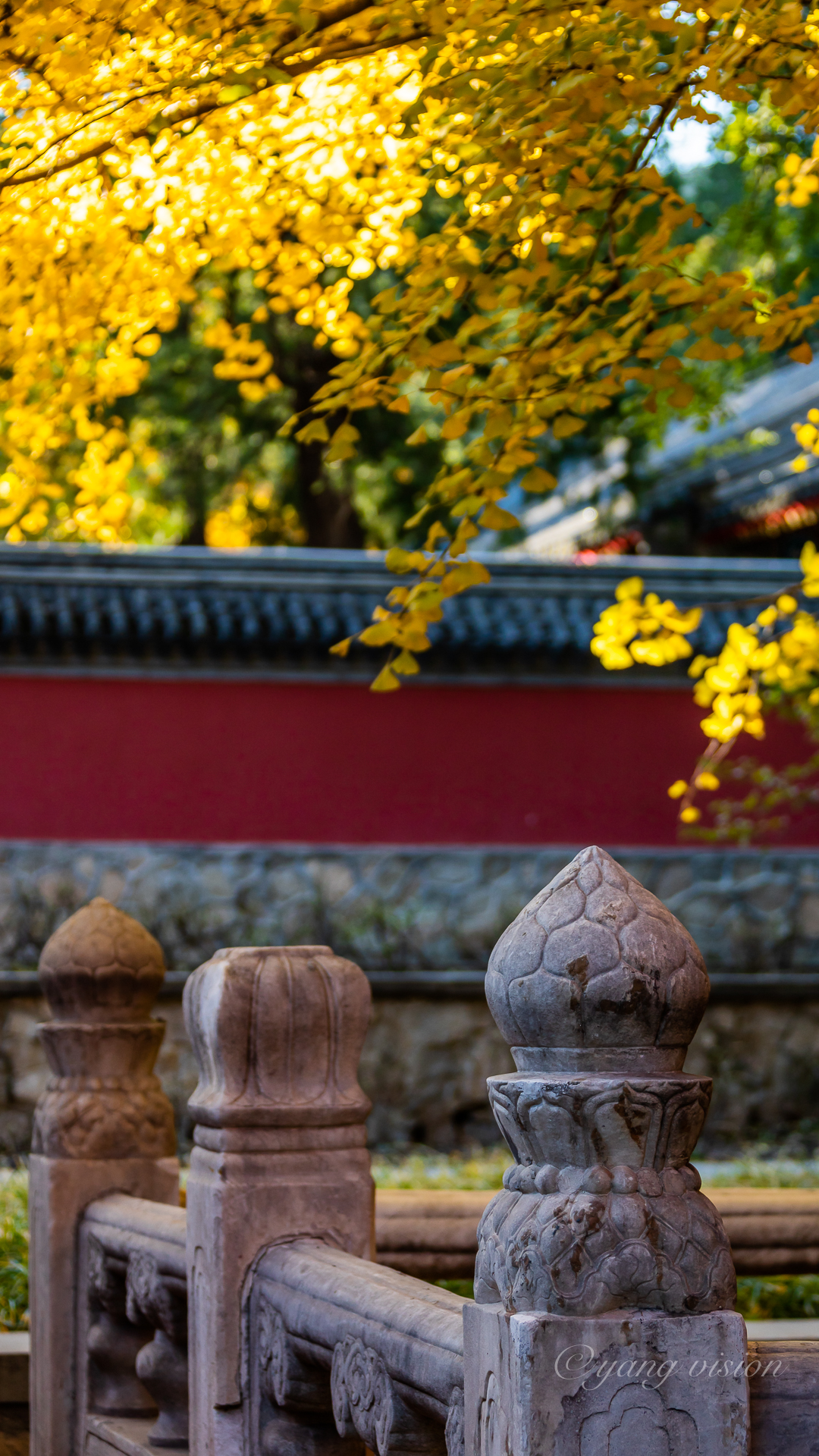 2018古建秋色,卧佛寺银杏叶