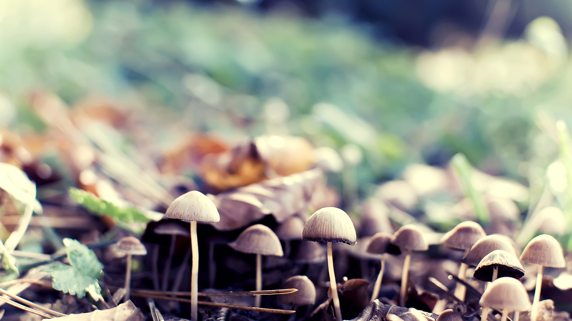 双色球第98期推荐号码