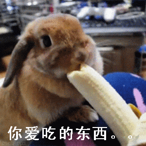 搞笑兔子动图表情包