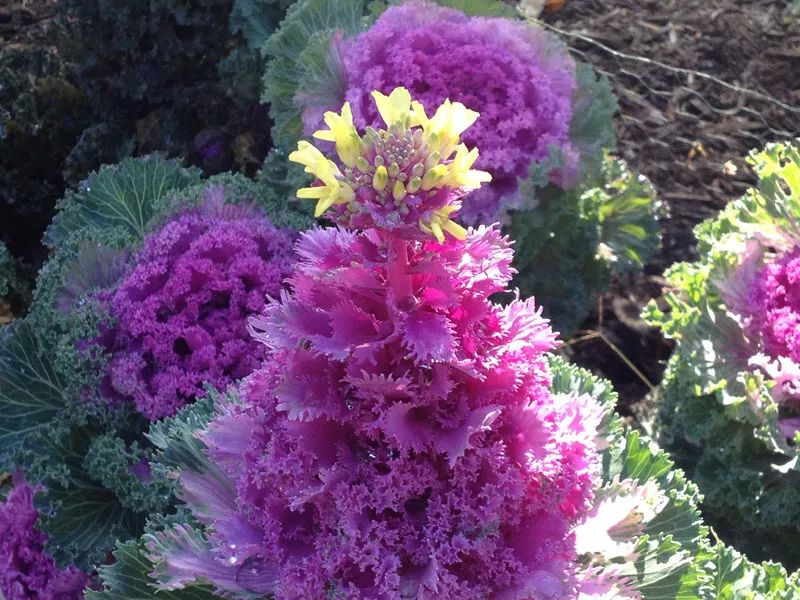 六,羽衣甘蓝矮牵牛的花色非常多,甚至有混色的品种,让人惊叹,它很适合