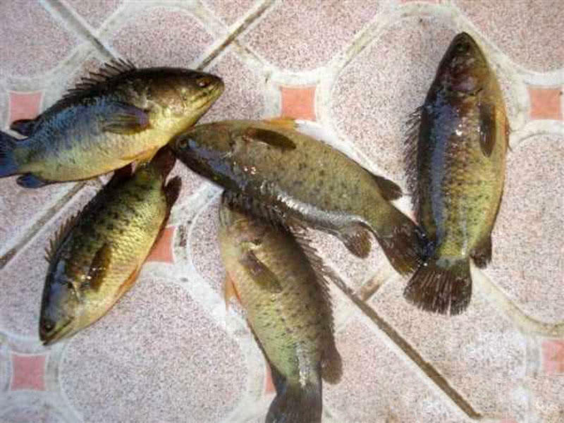 "过山鲫"是一种特殊的鱼,把它捞出来数小时也不会死