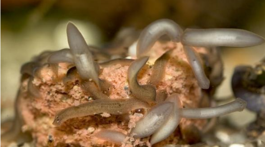 鱼缸里最魔性的蛋白虫让宠物鱼新手抓狂一个妙招解决难题