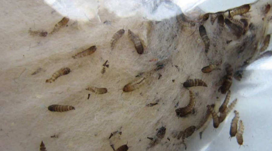 鱼缸里最魔性的蛋白虫让宠物鱼新手抓狂一个妙招解决难题