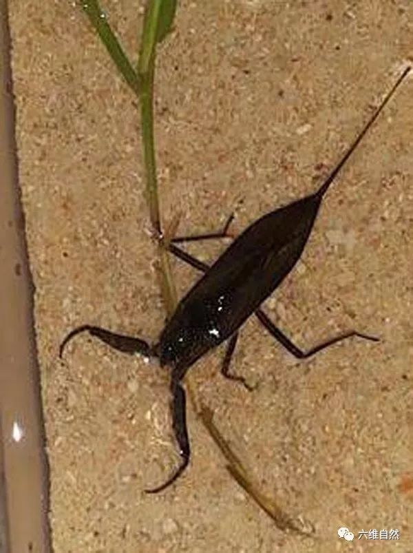 蝎子是五毒之一那水蝎子有没有毒性