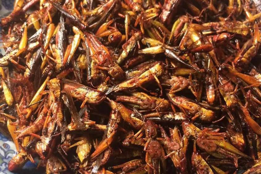 农村人最爱的四种野味最后一种城里人批评不该吃您敢吃几种