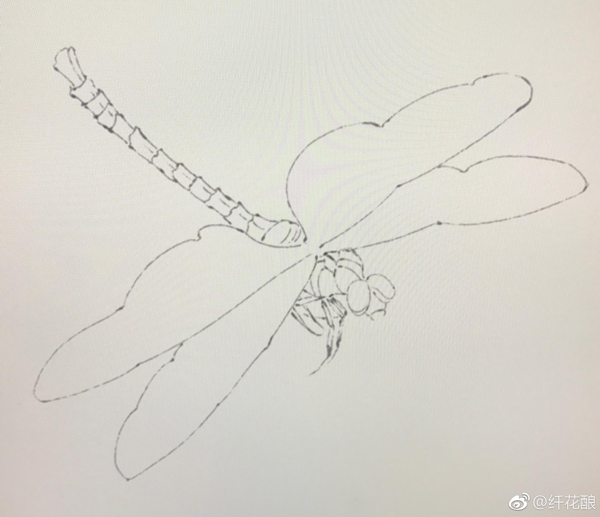 画蜻蜓自己琢磨的画法仅供参考