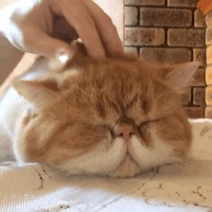 搞笑gif:天上不会有掉馅饼的好事,但是有可能掉轮胎呦|馅饼|轮胎|猫