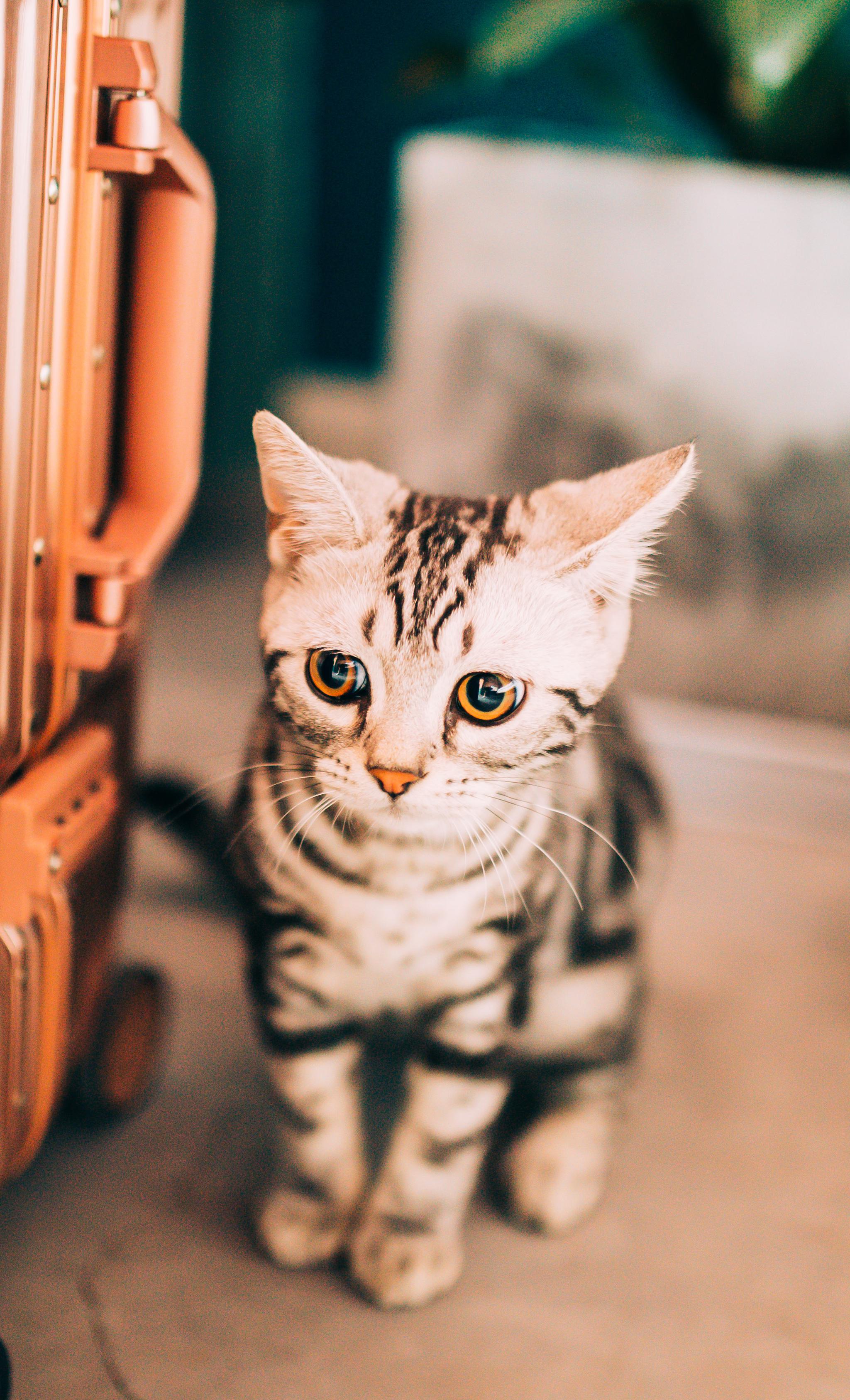 客人的小猫咪无水印壁纸随拍