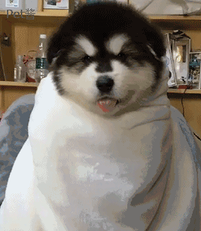 阿拉斯加去剪头发阿拉剪短不要染不要烫不办会员卡