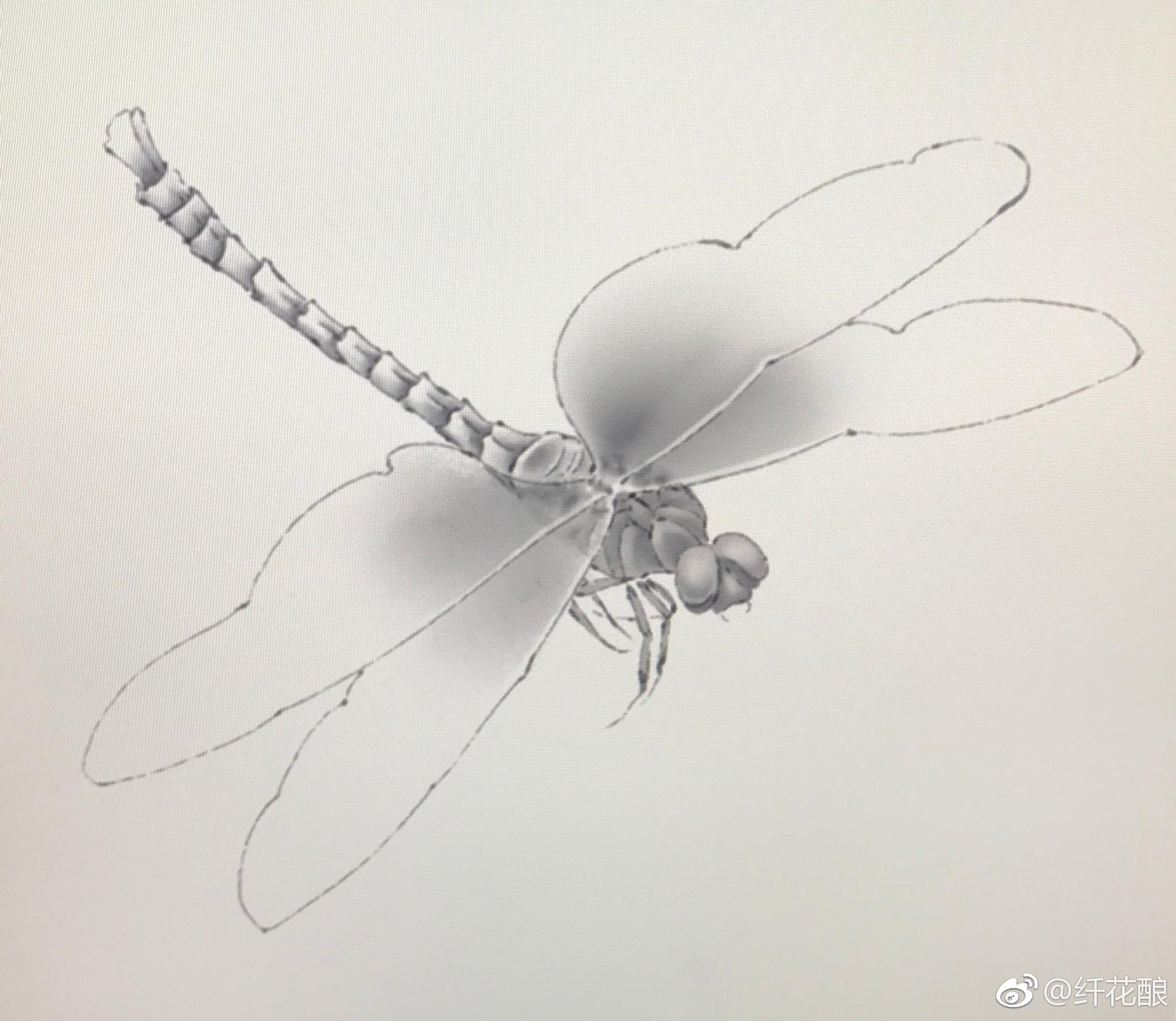 大蜻蜓线描画图片