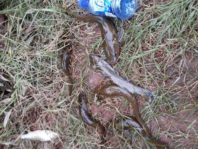 江钓"石胡子"鱼,扁扁的头,白白的肚皮,身体修长