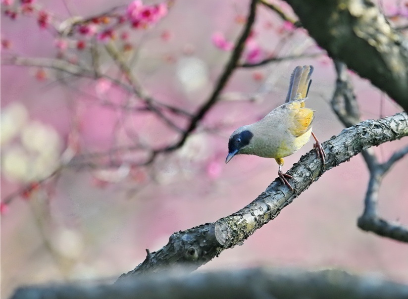 喜上枝头百鸟啼春