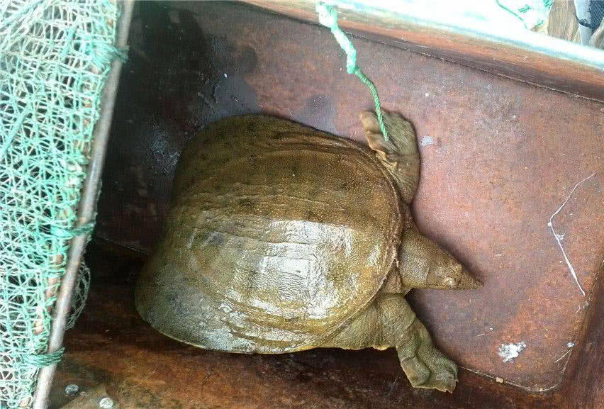 这么大的野生团鱼自己还真不舍得吃