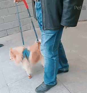 路上看见一个大叔这样遛狗,上前问明原因后感动哭了!