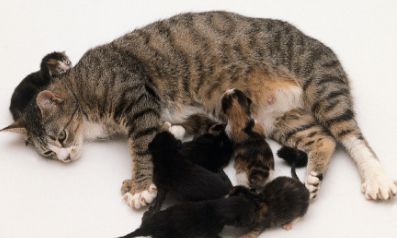 猫咪当妈妈以后,感觉脑子都不够用了,老师丢孩子!