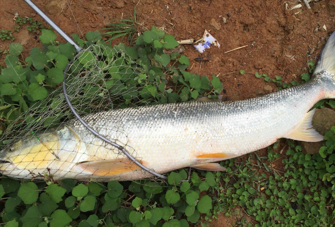 水库大量鱼群惊慌逃窜原来附近有条掠食者黄箭鱼