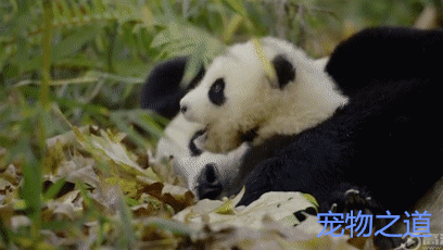 熊猫宝宝第一次学爬树从树上摔下来被浣熊嘲笑国宝变皮球了